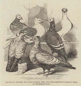 Brunswick, Suabian ja Saxon Pigeons, Philoperisteron Society
